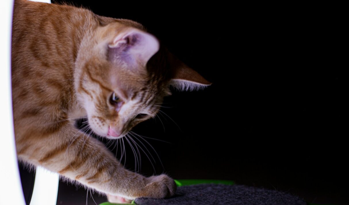 Où Jouer À Limbo Cat ? Le Test Complet De Ce Jeu De Crash Innovant