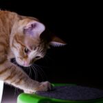orange tabby cat lying on green textile