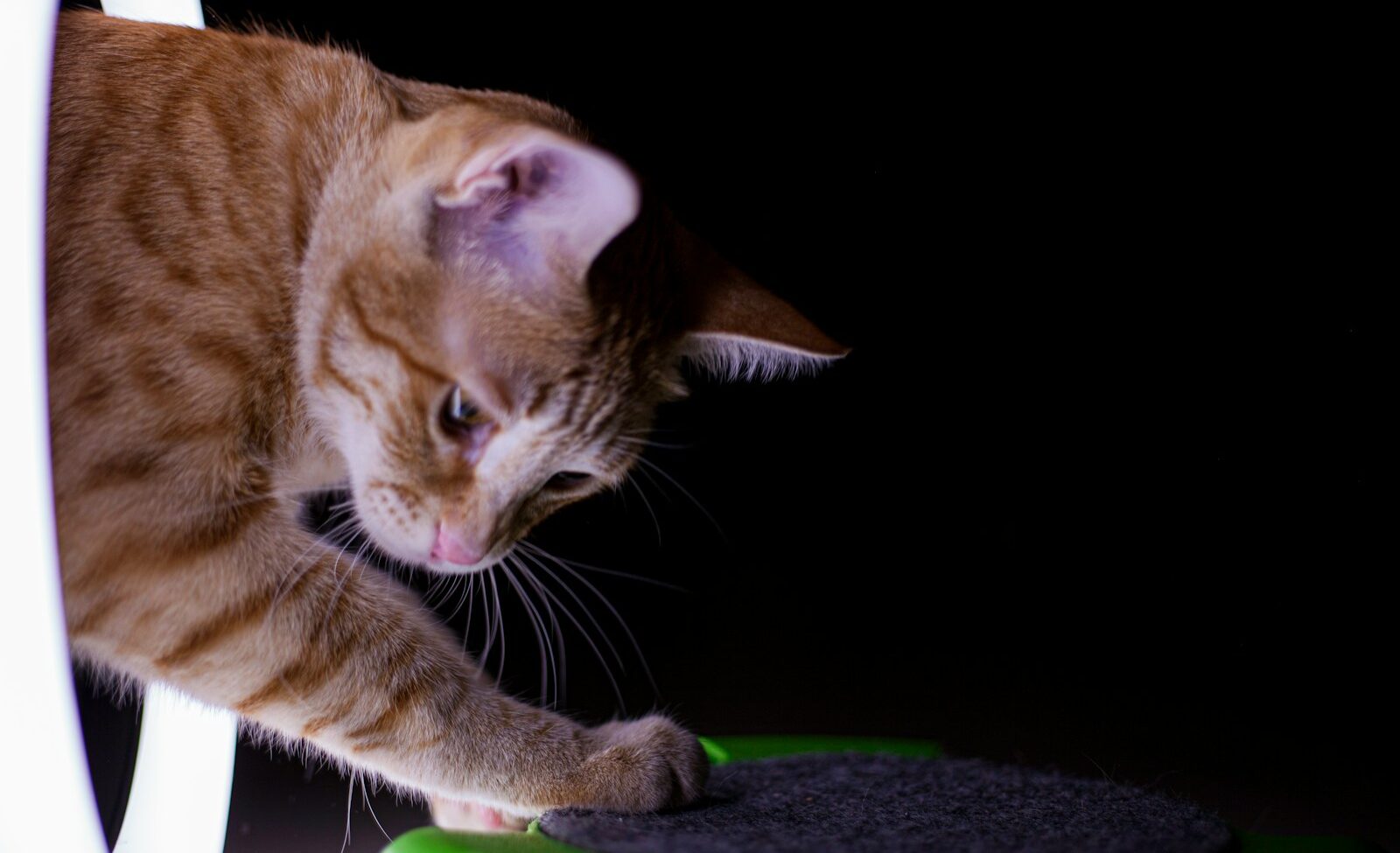 orange tabby cat lying on green textile